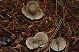 Clitocybe trulliformis image