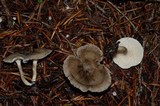Clitocybe trulliformis image