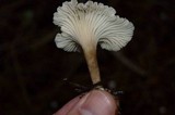 Clitocybe trulliformis image