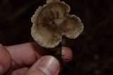 Clitocybe trulliformis image