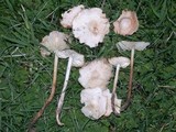 Marasmius oreades image
