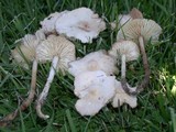 Marasmius oreades image