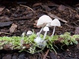 Mycena subcana image