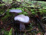 Cortinarius alboviolaceus image