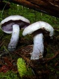 Cortinarius alboviolaceus image