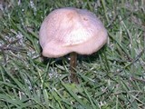 Panaeolus cinctulus image