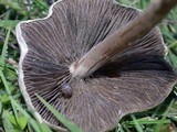Panaeolus cinctulus image