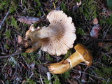 Cantharellus formosus image