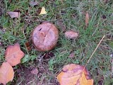 Paxillus cuprinus image