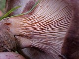 Paxillus cuprinus image