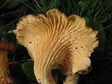Cantharellus formosus image