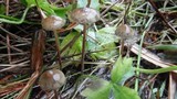 Psilocybe semilanceata image