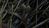 Psilocybe semilanceata image