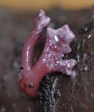 Ascocoryne sarcoides image
