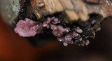Ascocoryne sarcoides image