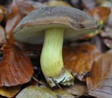 Boletus pruinatus image