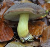 Boletus pruinatus image