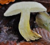 Boletus pruinatus image