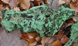 Cladonia parasitica image