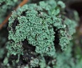 Cladonia parasitica image