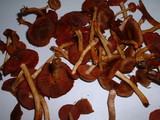 Cortinarius semisanguineus image