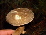 Tylopilus porphyrosporus image