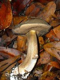 Tylopilus porphyrosporus image