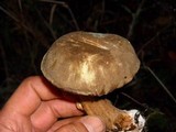 Tylopilus porphyrosporus image