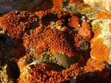 Xanthoria elegans image