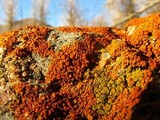 Xanthoria elegans image