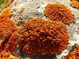 Xanthoria elegans image