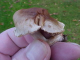 Collybia oregonensis image