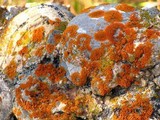 Xanthoria elegans image