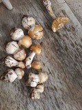 Amanita praecox image
