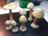 Amanita praecox image