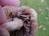 Collybia oregonensis image