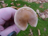 Collybia oregonensis image
