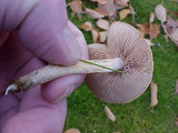 Collybia oregonensis image