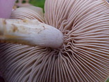 Collybia oregonensis image