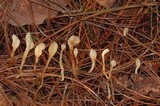 Spathulariopsis velutipes image