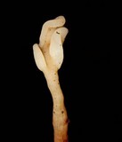 Spathulariopsis velutipes image