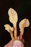 Spathulariopsis velutipes image
