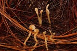 Spathulariopsis velutipes image