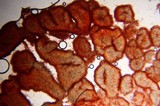 Spathulariopsis velutipes image