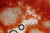 Spathulariopsis velutipes image