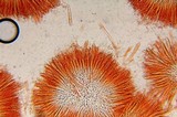 Spathulariopsis velutipes image