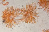 Spathulariopsis velutipes image