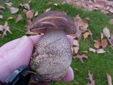 Leccinum snellii image