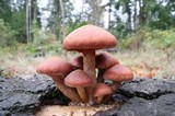 Gymnopilus luteofolius image