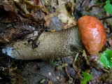 Leccinum aurantiacum image